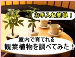 室内や日陰でも育つ！育てやすい観葉植物を調べてみた！