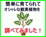 簡単に育てられるオシャレな観葉植物を紹介！初心者におすすめ
